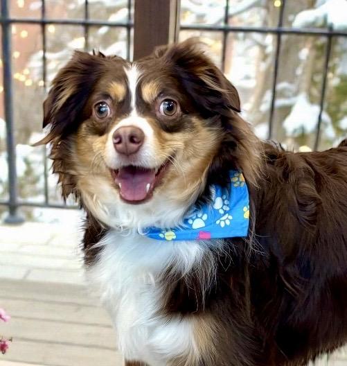 D'Jango, an adopted Australian Shepherd in Perry, IA image 1/6