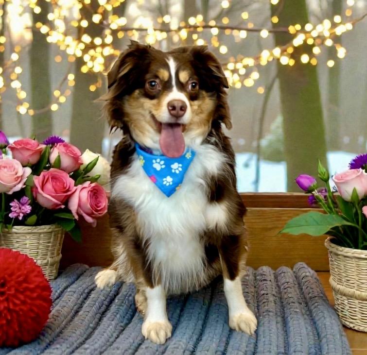 D'Jango, an adopted Australian Shepherd in Perry, IA image 2/6