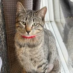 Enlarge Fig, a Adoptable mixed breed in Napa, CA image 1/1