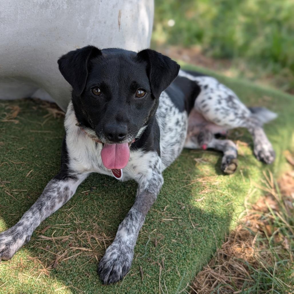 Rio, Adoptable, Adult Male Feist & Australian Cattle Dog / Blue Heeler.