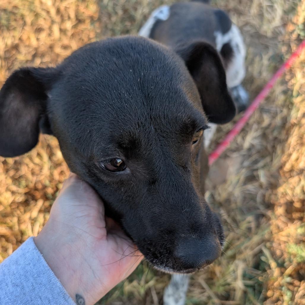Enlarge Rio, a Adoptable mixed breed in Nowata, OK image 2/6