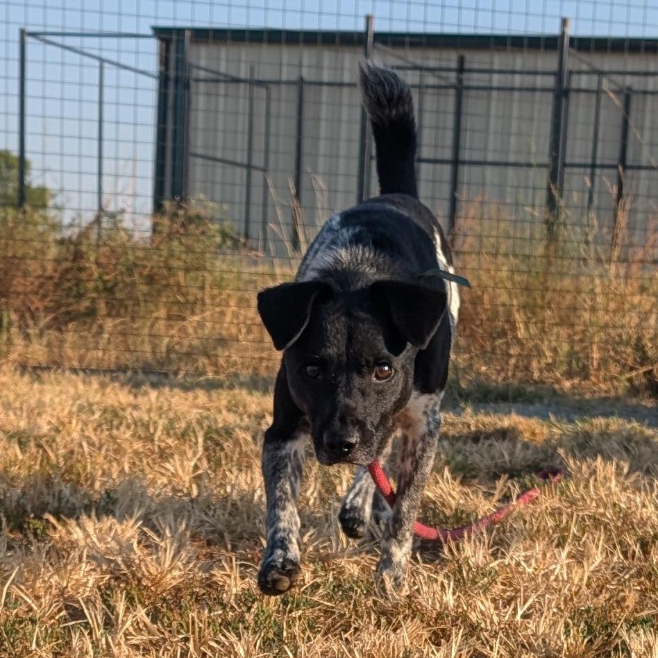 Enlarge Rio, a Adoptable mixed breed in Nowata, OK image 3/6
