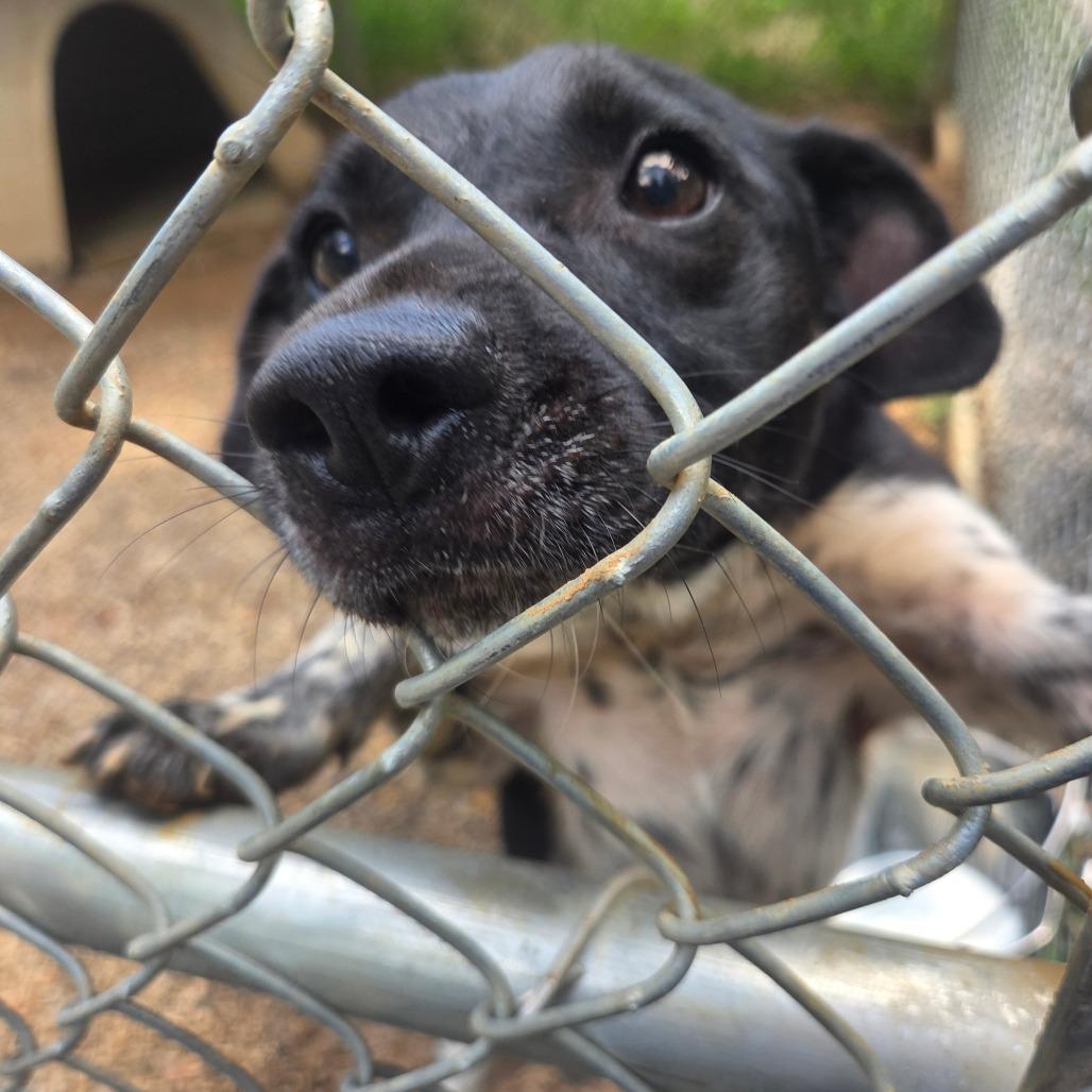 Enlarge Rio, a Adoptable mixed breed in Nowata, OK image 4/6