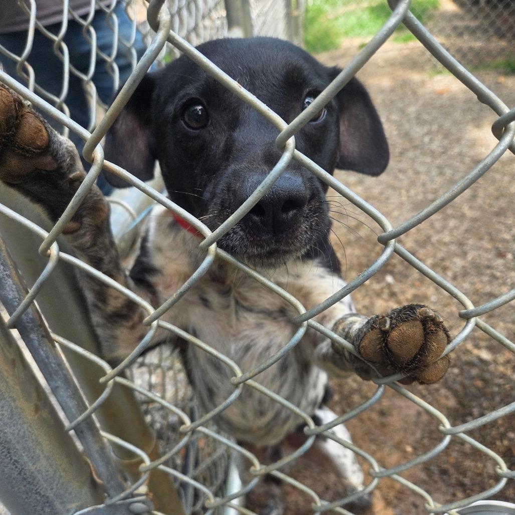 Enlarge Rio, a Adoptable mixed breed in Nowata, OK image 5/6