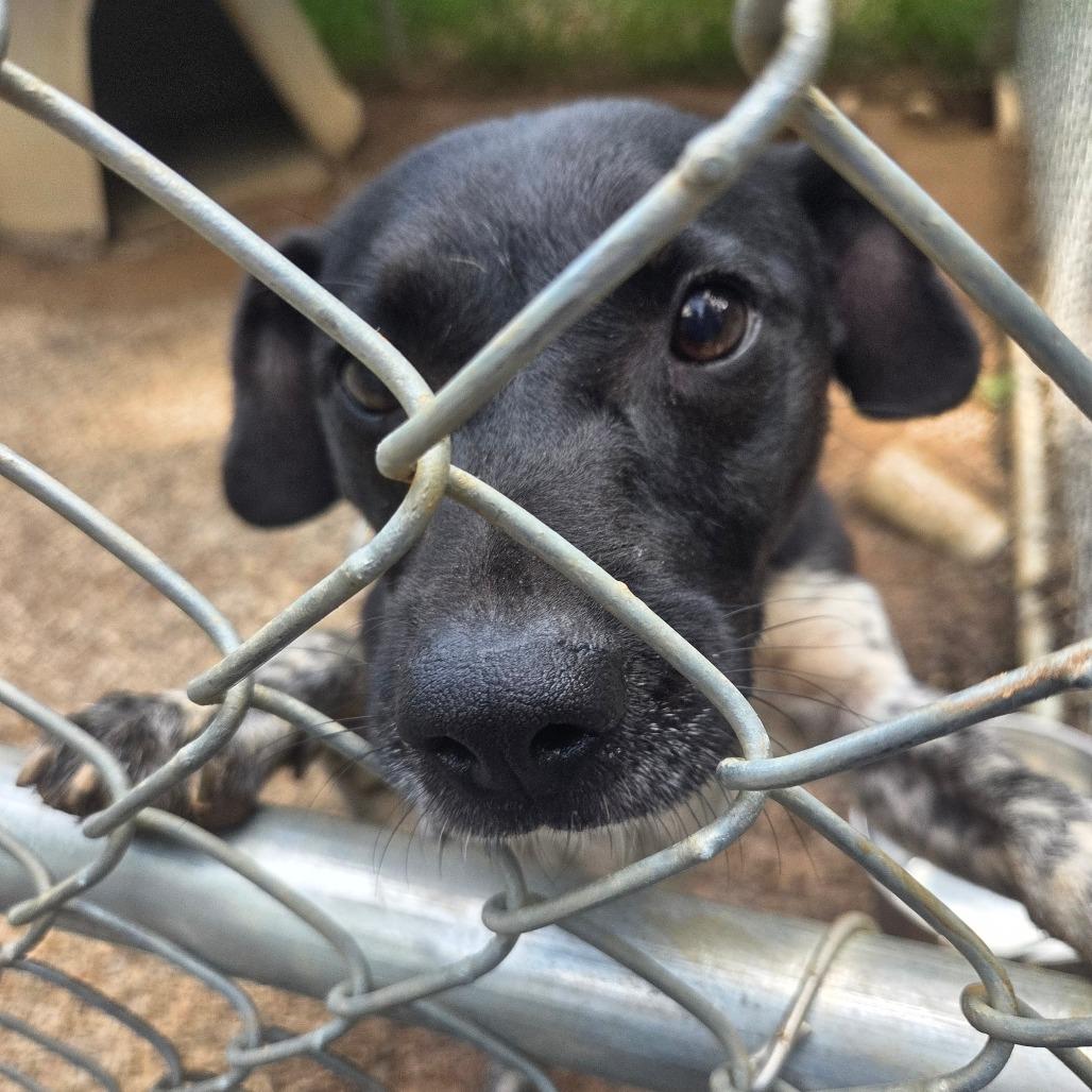 Enlarge Rio, a Adoptable mixed breed in Nowata, OK image 6/6