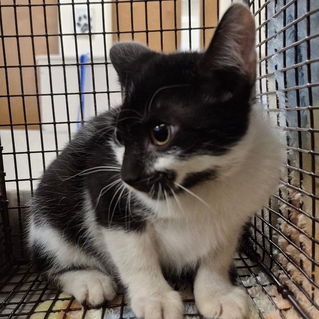 TNVR, Adoptable, Kitten Male Domestic Short Hair.