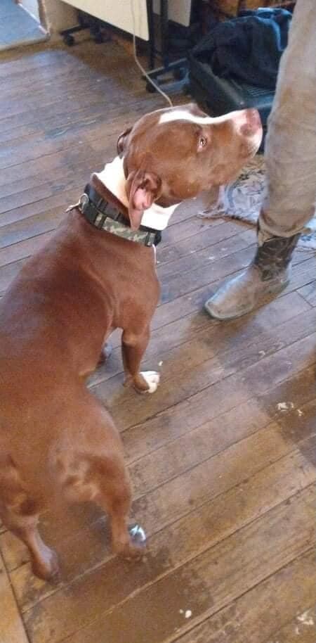 Enlarge Bristol - RICHMOND, IN, a Adoptable Staffordshire Bull Terrier in LOWELL, IN image 1/6