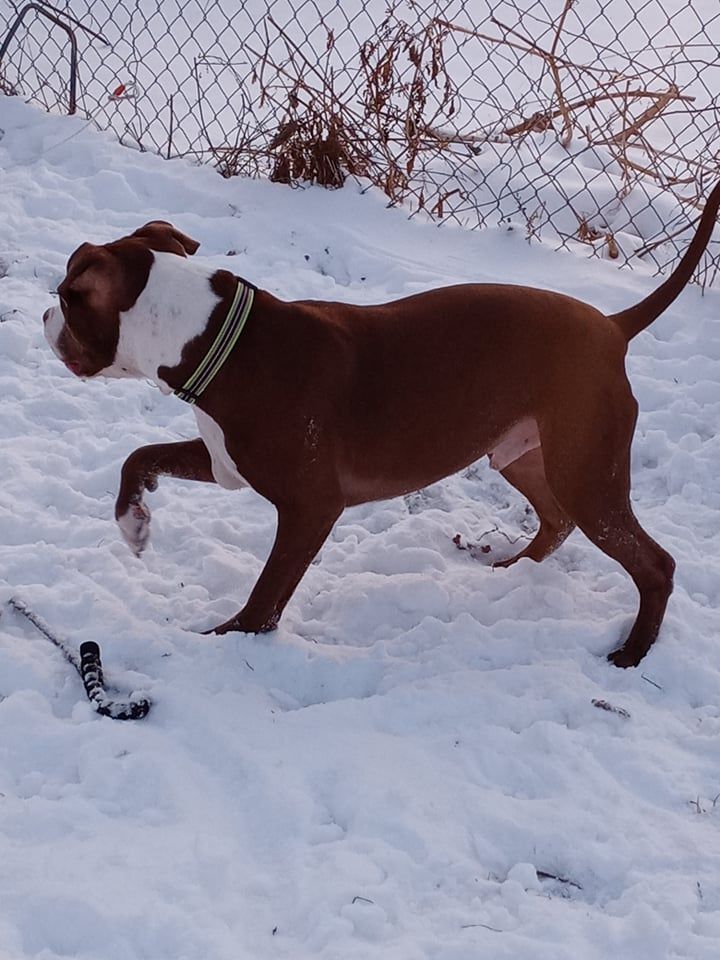 Enlarge Bristol - RICHMOND, IN, a Adoptable Staffordshire Bull Terrier in LOWELL, IN image 2/6