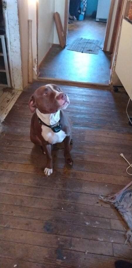 Enlarge Bristol - RICHMOND, IN, a Adoptable Staffordshire Bull Terrier in LOWELL, IN image 3/6