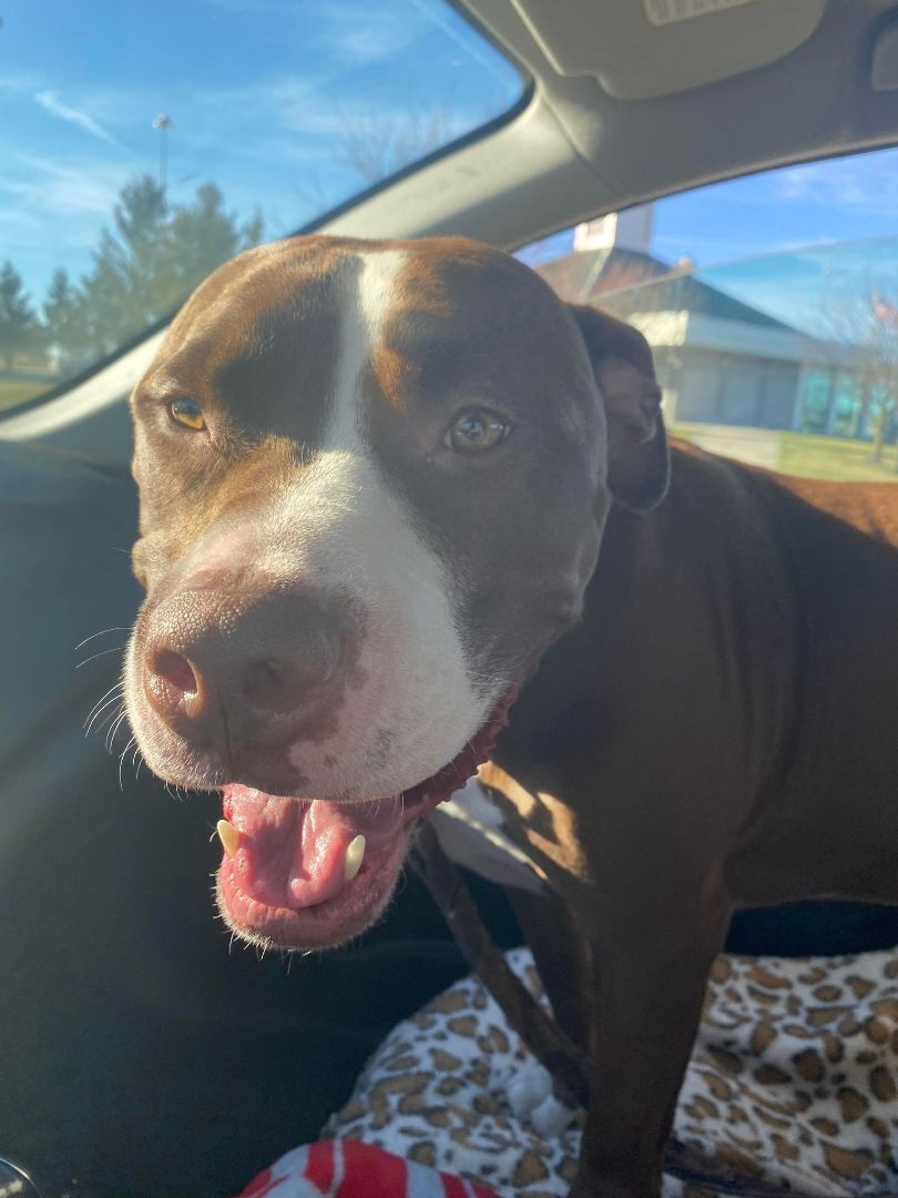 Enlarge Bristol - RICHMOND, IN, a Adoptable Staffordshire Bull Terrier in LOWELL, IN image 4/6