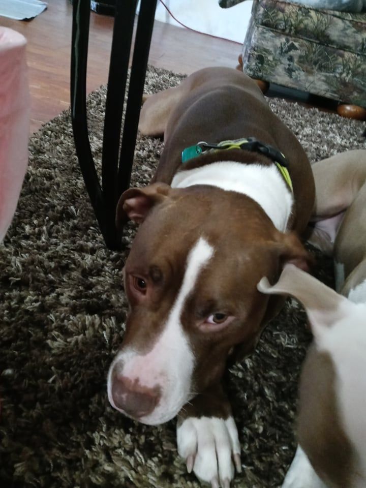 Enlarge Bristol - RICHMOND, IN, a Adoptable Staffordshire Bull Terrier in LOWELL, IN image 5/6