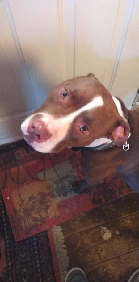 Enlarge Bristol - RICHMOND, IN, a Adoptable Staffordshire Bull Terrier in LOWELL, IN image 6/6