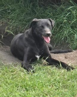 Freya, ADOPTABLE, Adult Female Black Labrador Retriever.