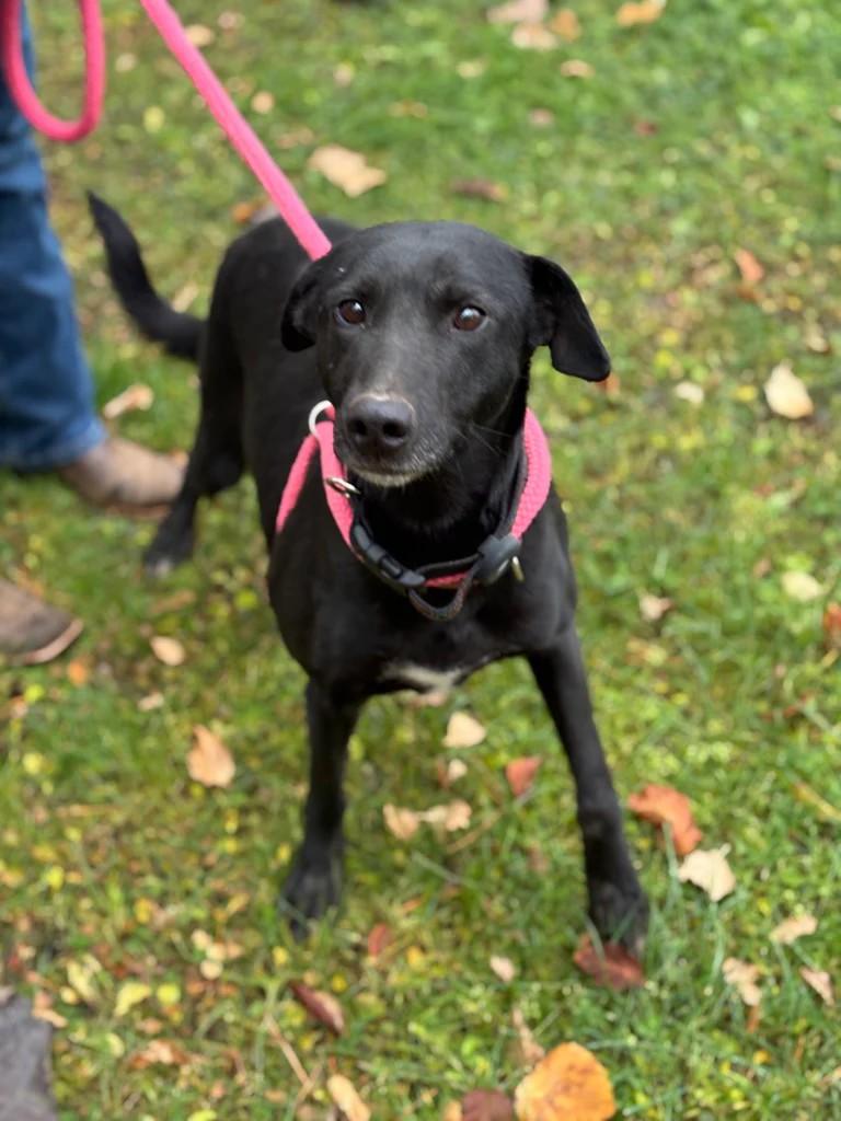 Enlarge Freya, a ADOPTABLE mixed breed in Lacombe, AB image 2/3
