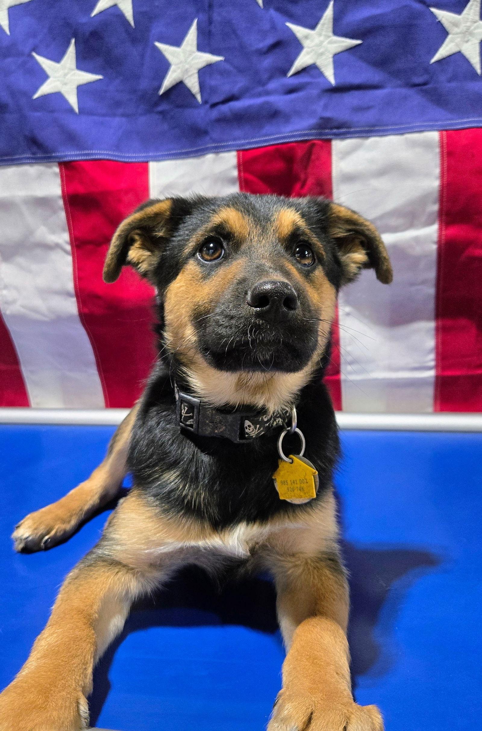 Enlarge Neville 7287, a Adoptable German Shepherd Dog in Centreville, VA image 1/3