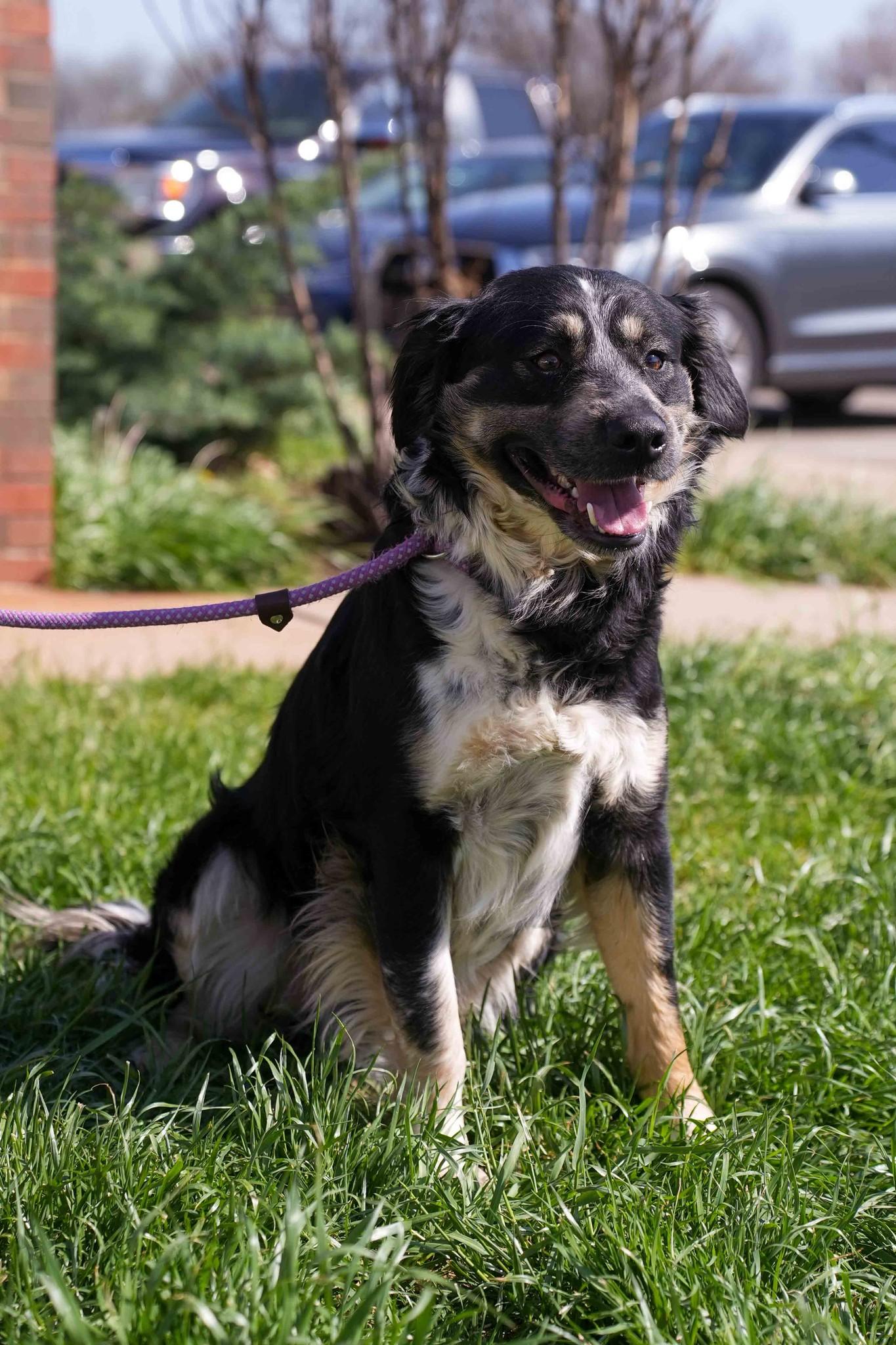 Pongo, ADOPTABLE, Adult Male Collie & Australian Shepherd.