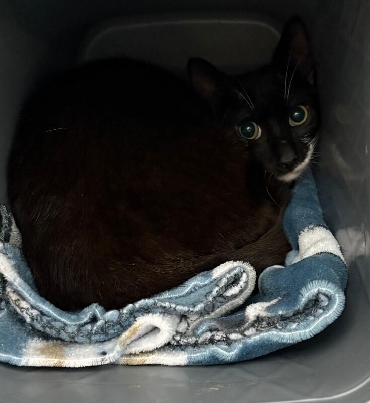 Enlarge Sage, a Adoptable Domestic Short Hair in Katy, TX image 1/1