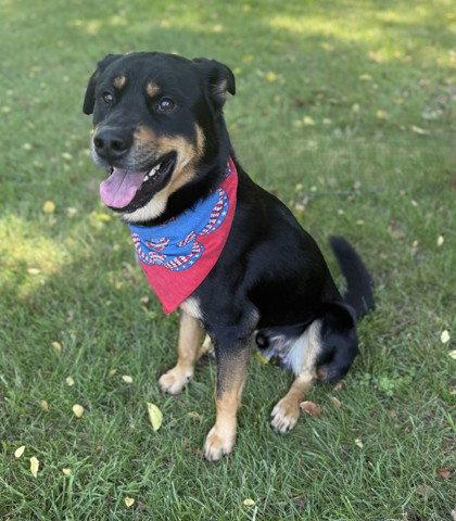 Enlarge Trax, a Adoptable Rottweiler in Midland, VA image 1/1