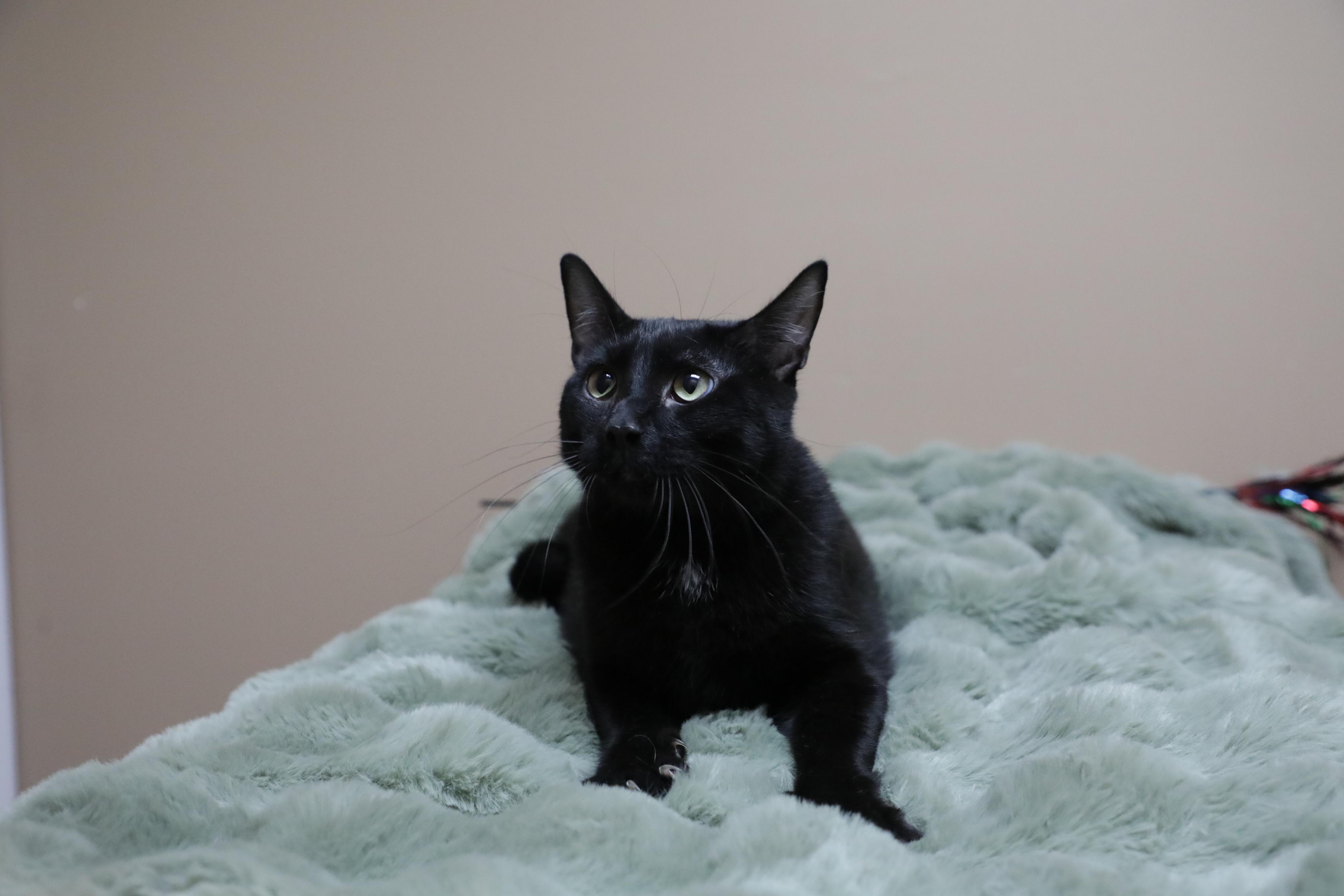 Enlarge Onion, a Adoptable Domestic Medium Hair in Rock Falls, IL image 2/2