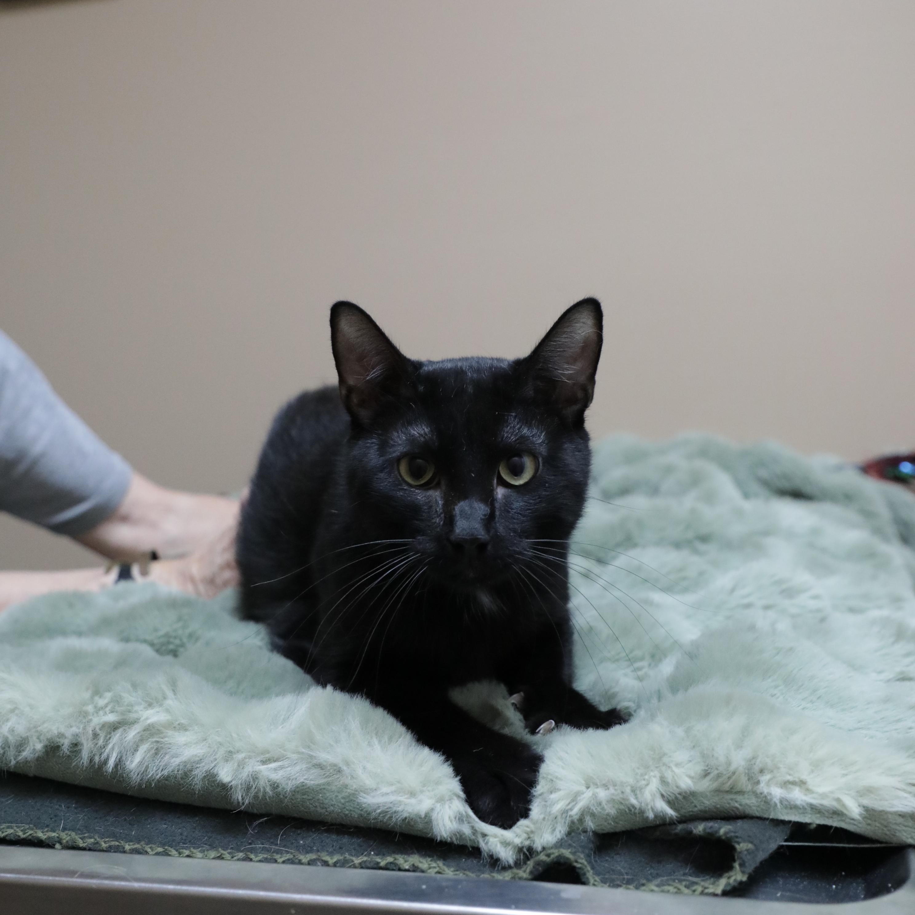 Onion, Adoptable, Young Male Domestic Medium Hair.