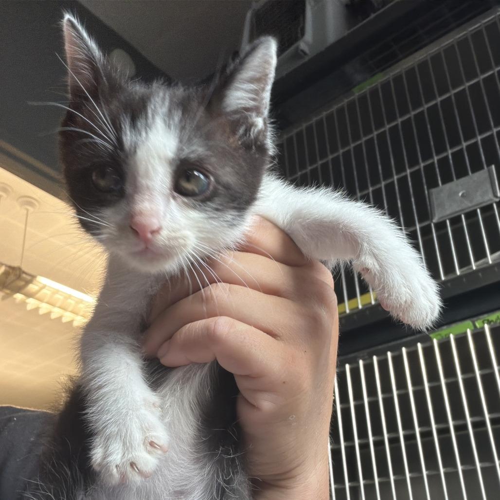 Velcro, Adoptable, Kitten Male Domestic Short Hair.