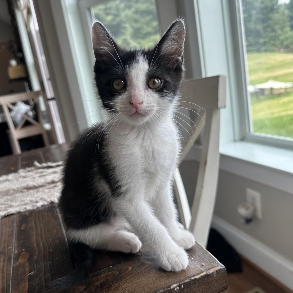 Enlarge Velcro, a Adoptable Domestic Short Hair in Potomac, MD image 2/2