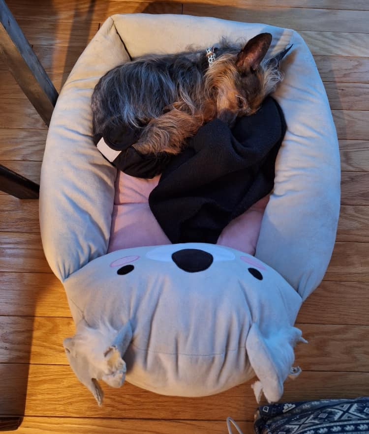 Maude, Adopted, Senior Female Silky Terrier & Dachshund.