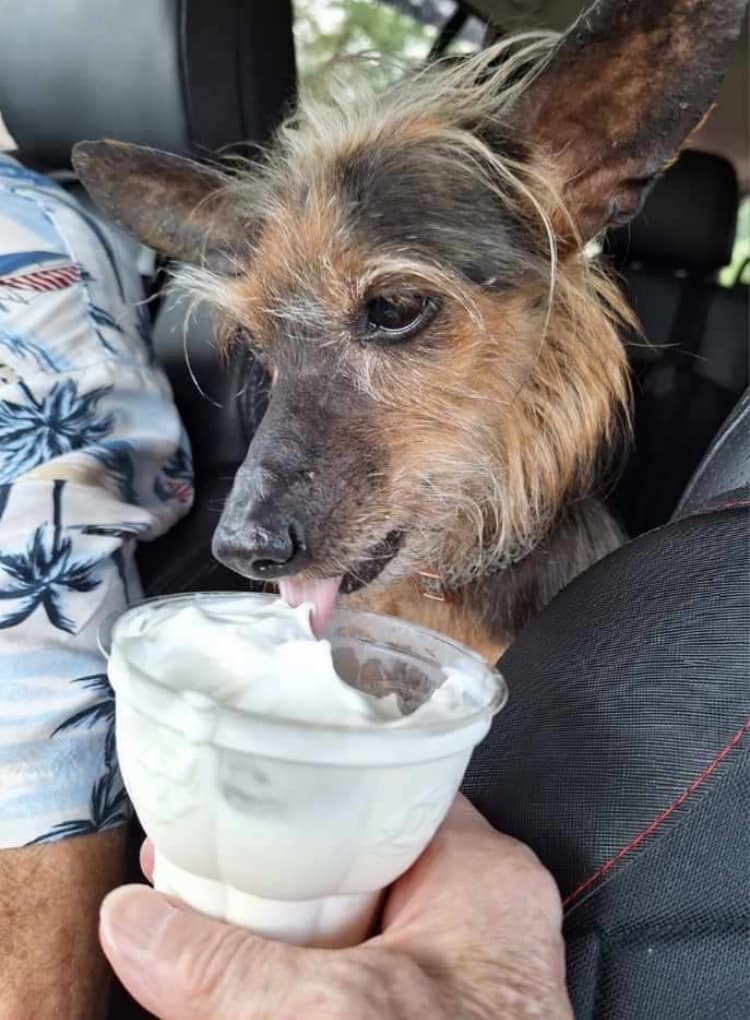 Enlarge Maude, a Adopted mixed breed in Mystic, CT image 2/4