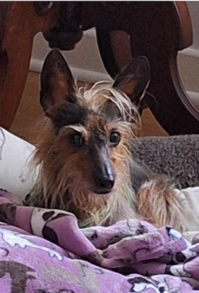 Enlarge Maude, a Adopted mixed breed in Mystic, CT image 4/4