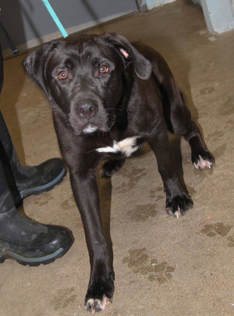 Knox fka Hagrid (Neutered), a Adoptable mixed breed in Marietta, OH image 6/6