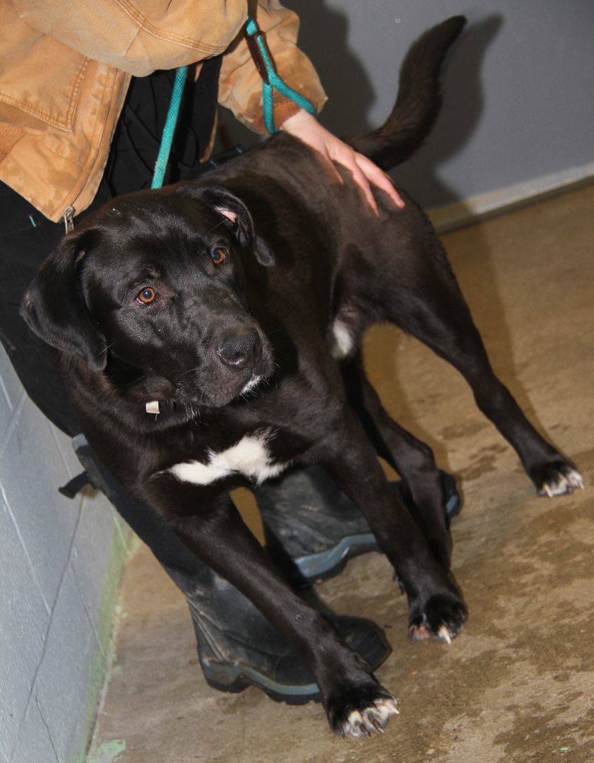 Knox fka Hagrid (Neutered), a Adoptable mixed breed in Marietta, OH image 1/6