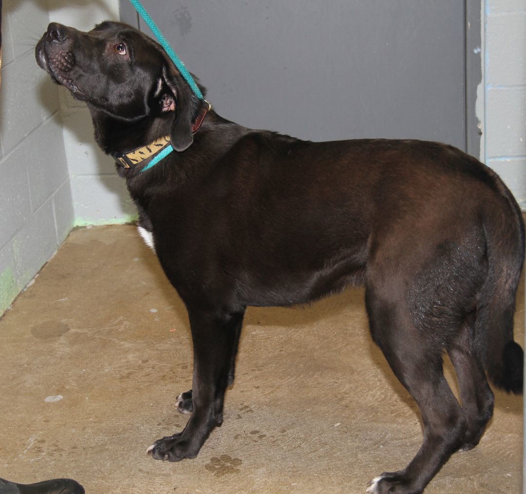 Knox fka Hagrid (Neutered), a Adoptable mixed breed in Marietta, OH image 3/6