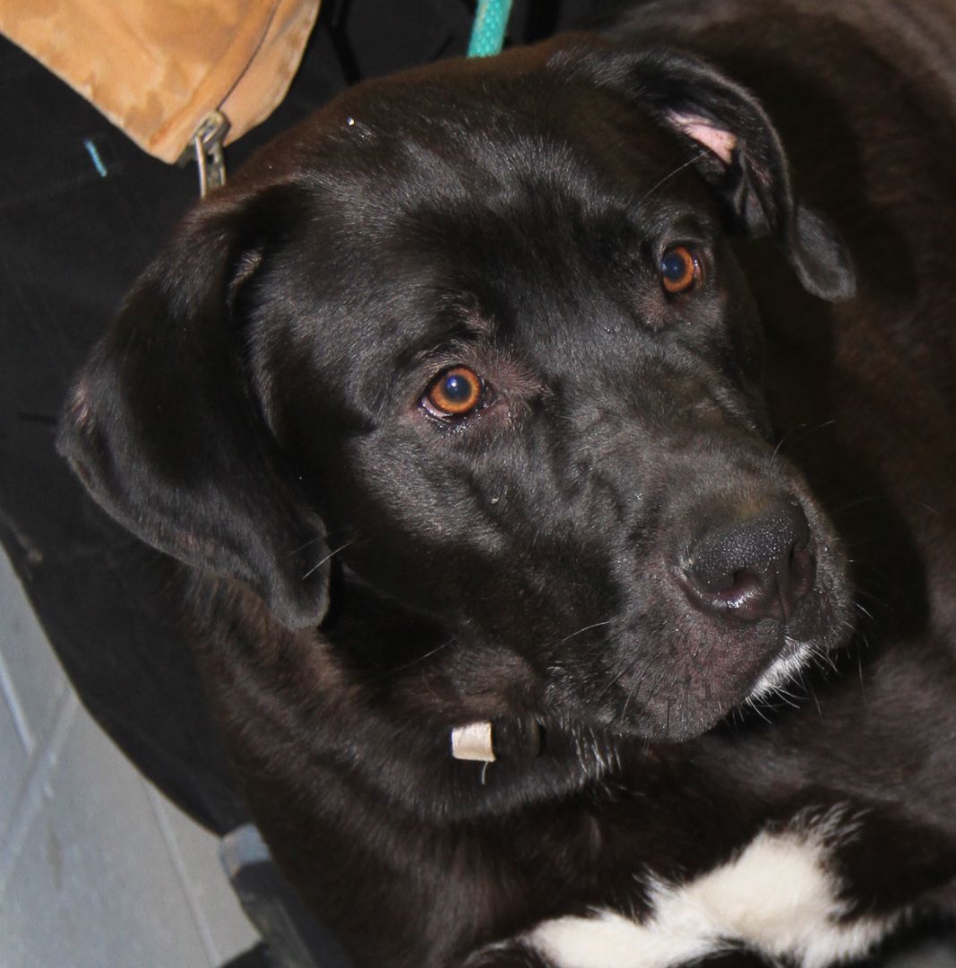 Knox fka Hagrid (Neutered), a Adoptable mixed breed in Marietta, OH image 4/6