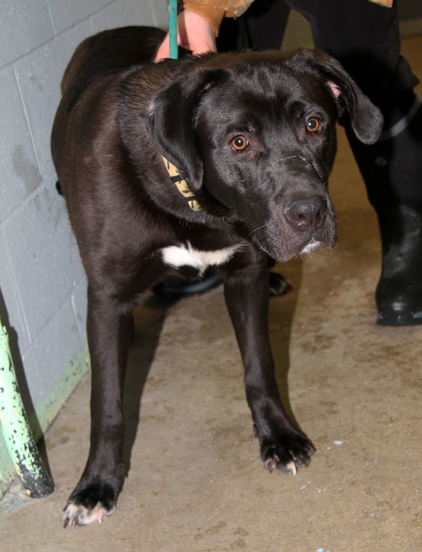 Knox fka Hagrid (Neutered), a Adoptable mixed breed in Marietta, OH image 5/6