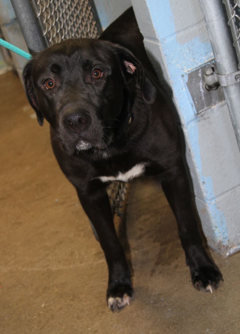 Knox fka Hagrid (Neutered), a Adoptable mixed breed in Marietta, OH image 2/6