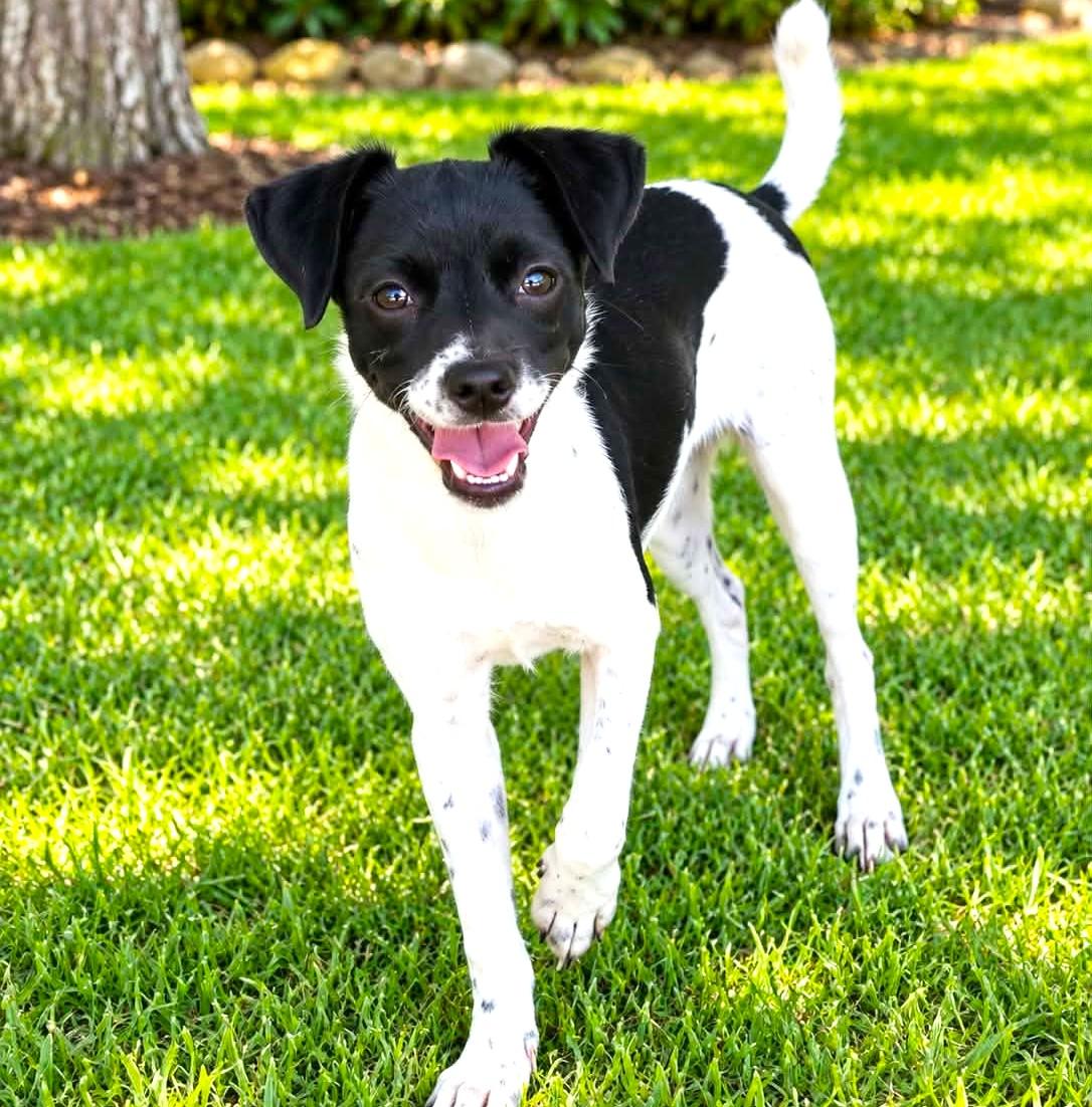 Enlarge Millie (20260916-01), a Adopted mixed breed in Niagara on the Lake, ON image 2/3