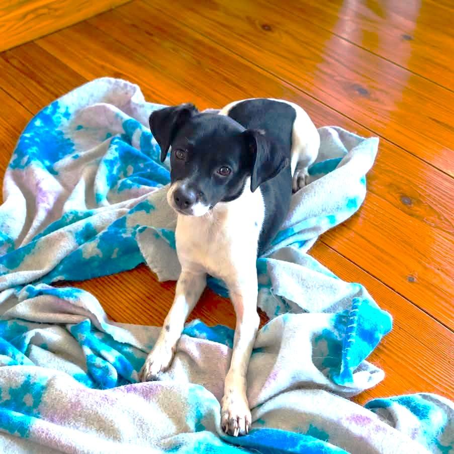 Enlarge Millie (20260916-01), a Adopted mixed breed in Niagara on the Lake, ON image 3/3