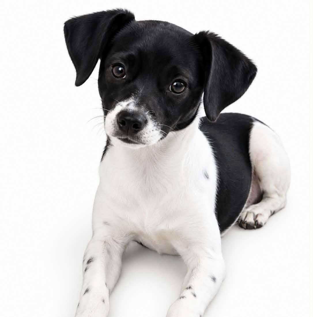 Millie (20260916-01), Adopted, Young Female Chihuahua.