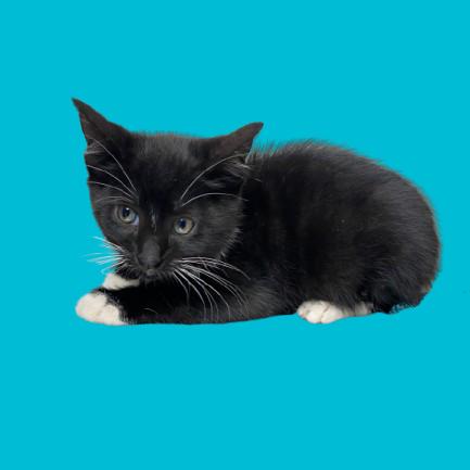 Scooby, Adoptable, Young Male Domestic Short Hair.