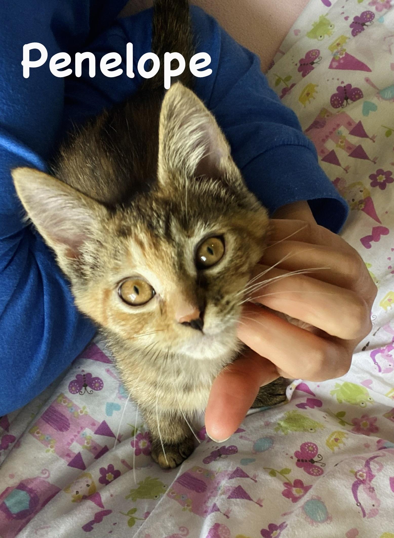 Enlarge Penelope, a Adoptable mixed breed in Annapolis, MD image 4/4