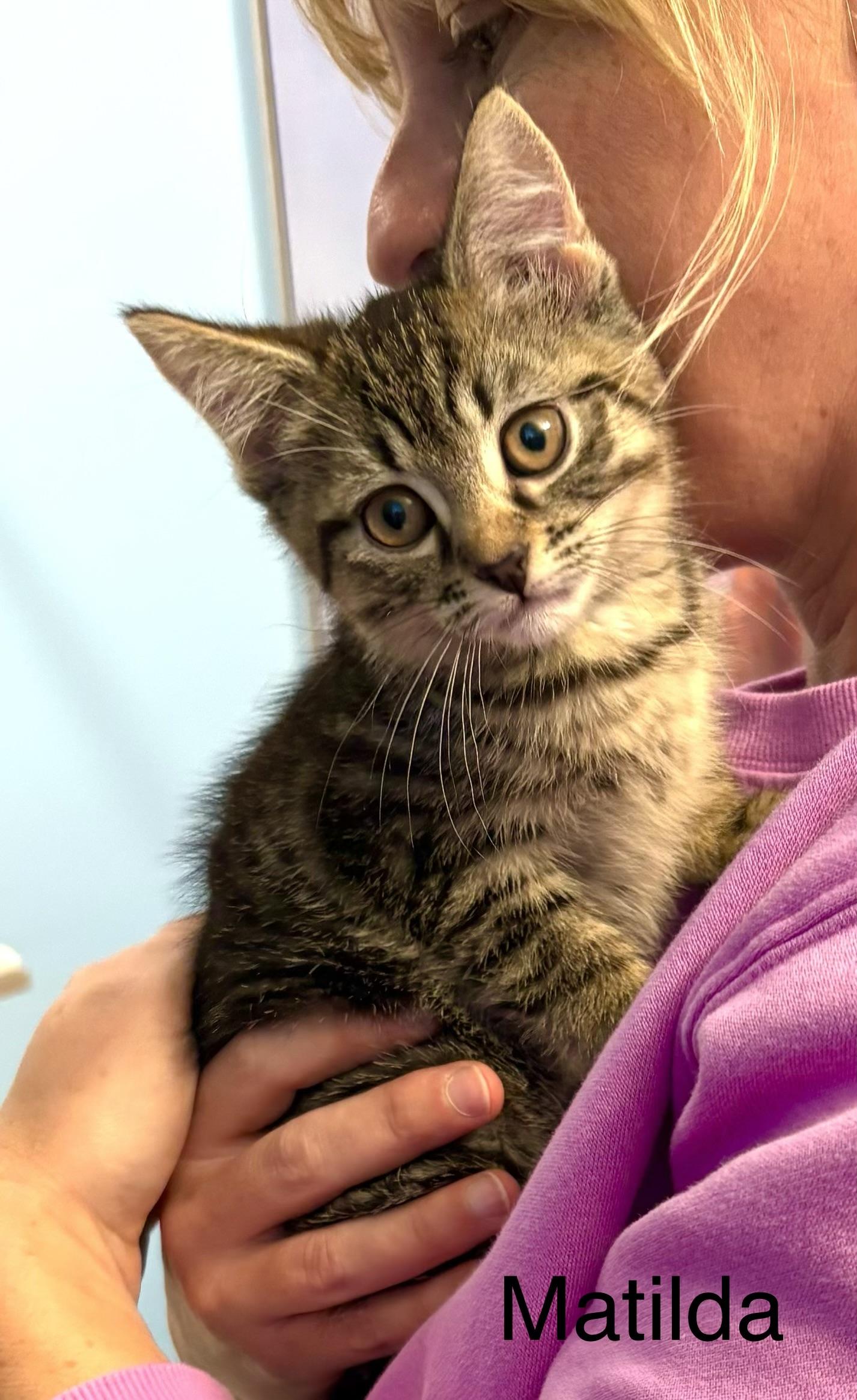 Enlarge Penelope, a Adoptable mixed breed in Annapolis, MD image 2/2