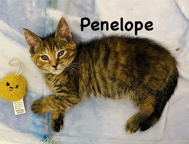 Penelope, Adoptable, Kitten Female Domestic Short Hair.
