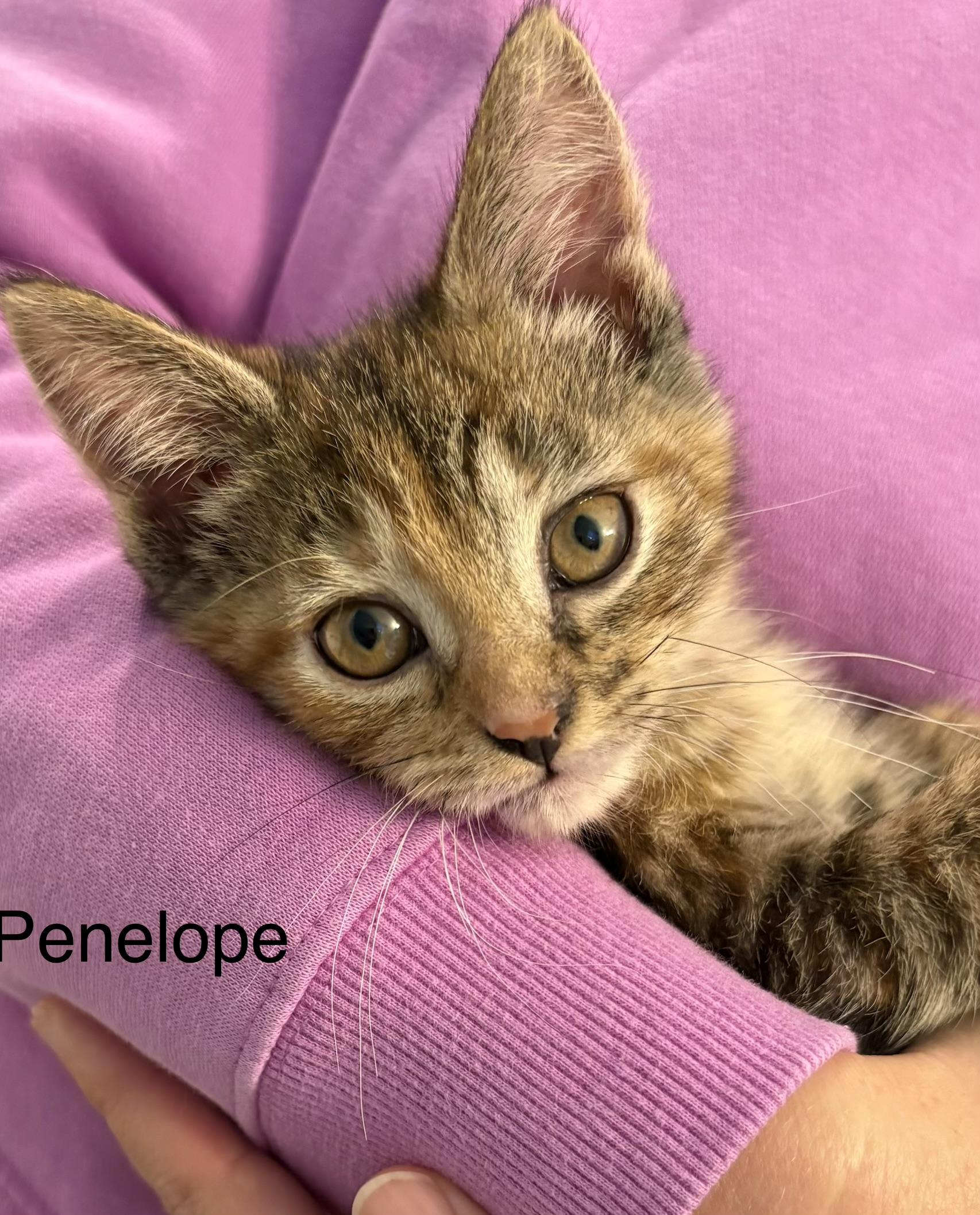 Penelope, Adoptable, Kitten Female Domestic Short Hair.