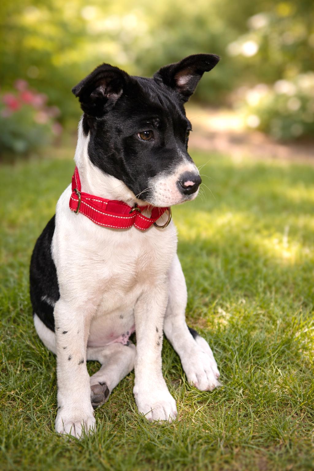 Enlarge Cowboy (AO35917), an adopted mixed breed in Kansas City, KS image 2/2