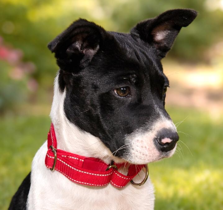 Enlarge Cowboy (AO35917), an adopted mixed breed in Kansas City, KS image 1/2