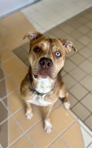 COURTLAND, Adoptable, Young Male Pit Bull Terrier & Siberian Husky.