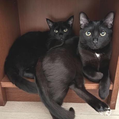 Enlarge Ventura, a Adoptable Domestic Short Hair in Long Beach, CA image 1/6