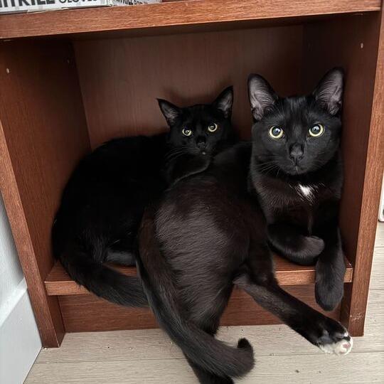 Ventura, Adoptable, Young Male Domestic Short Hair.