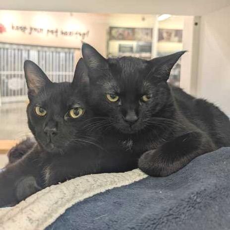 Enlarge Ventura, a Adoptable Domestic Short Hair in Long Beach, CA image 2/6