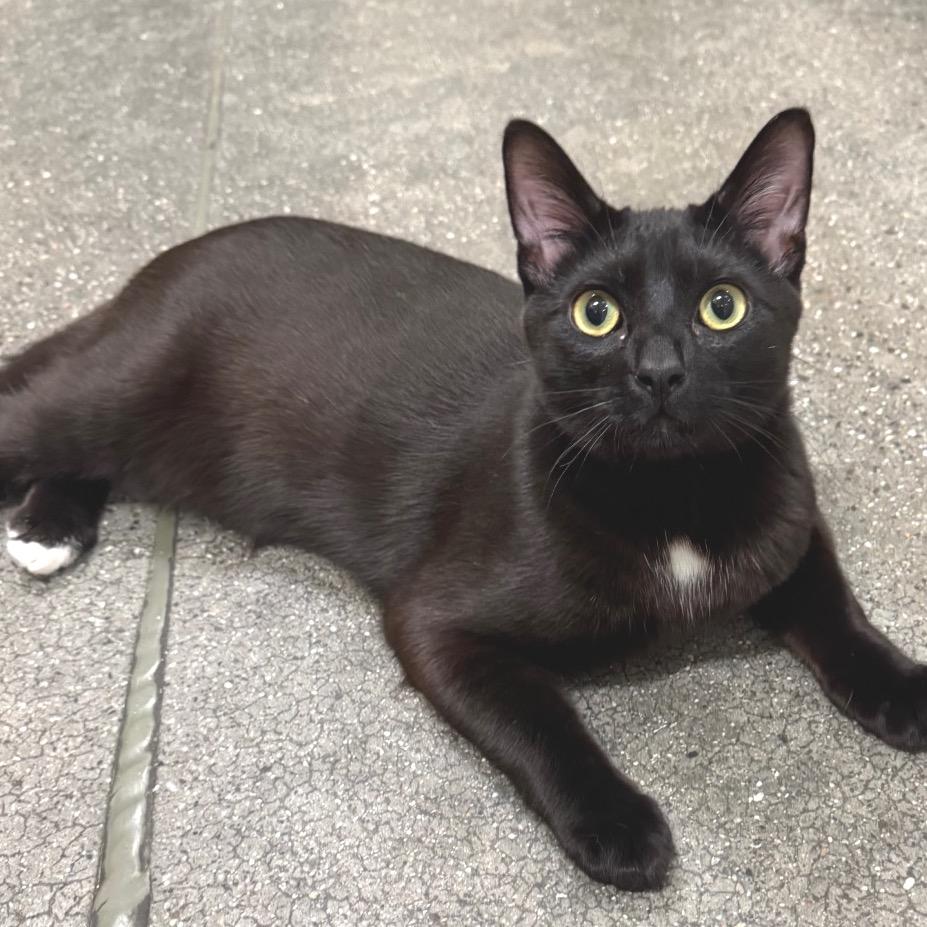 Enlarge Ventura, a Adoptable Domestic Short Hair in Long Beach, CA image 3/6